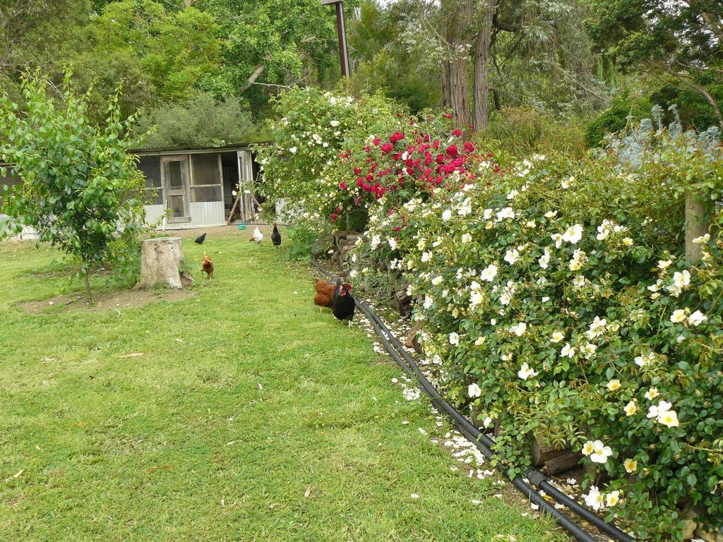 Camawald Coonawarra Cottage B&B Rum bild